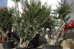 Lagestroemia esemplare 